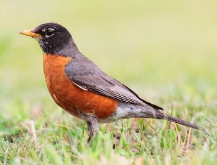 Connecticut state bird